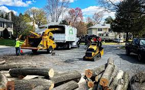 Leaf Removal in Lakeland Village, CA
