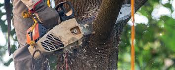 Best Pest Control for Lawns  in Lakeland Village, CA