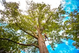 Best Fruit Tree Pruning  in Lakeland Village, CA