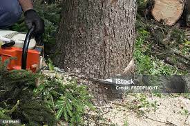 Best Tree Disease Treatment  in Lakeland Village, CA