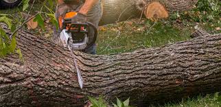 Best Lot and Land Clearing  in Lakeland Village, CA