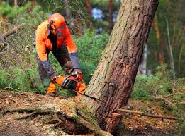 Best Tree Maintenance Programs  in Lakeland Village, CA