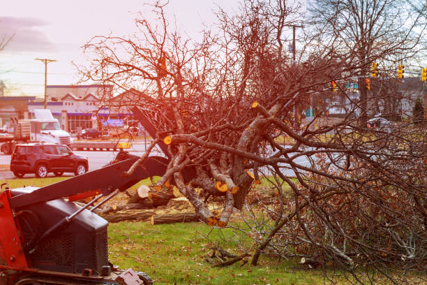 Best Stump Grinding and Removal  in Lakeland Village, CA