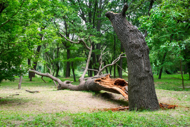 Best Utility Line Clearance  in Lakeland Village, CA