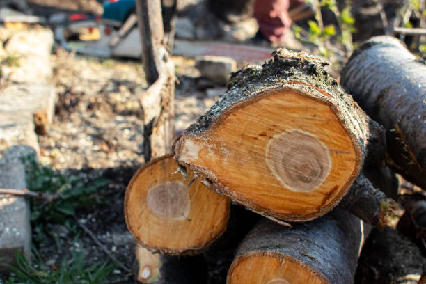 How Our Tree Care Process Works  in  Lakeland Village, CA
