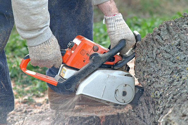 Trusted Lakeland Village, CA Tree Care Experts