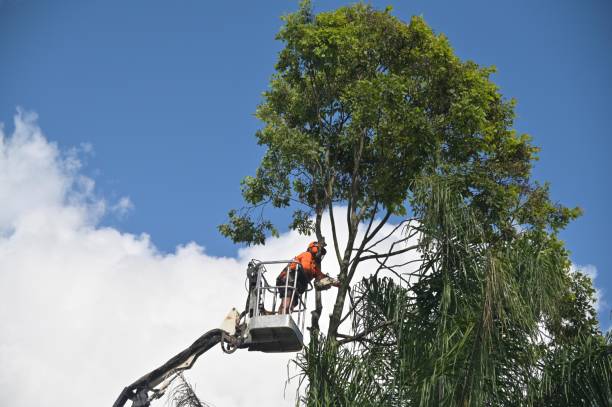 Best Commercial Tree Services  in Lakeland Village, CA