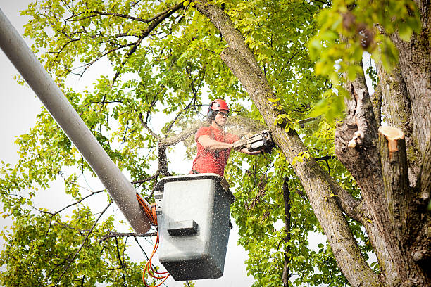 Best Tree Preservation Services  in Lakeland Village, CA