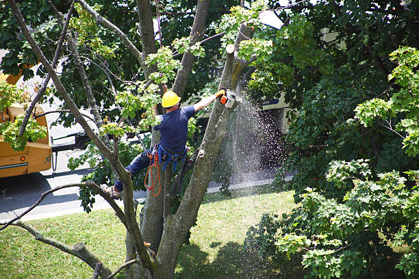 Best Hazardous Tree Removal  in Lakeland Village, CA