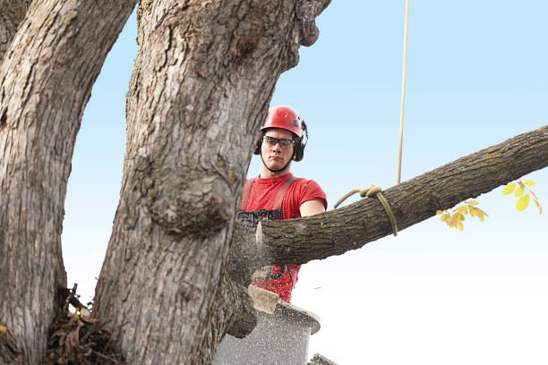 Best Aeration Services  in Lakeland Village, CA