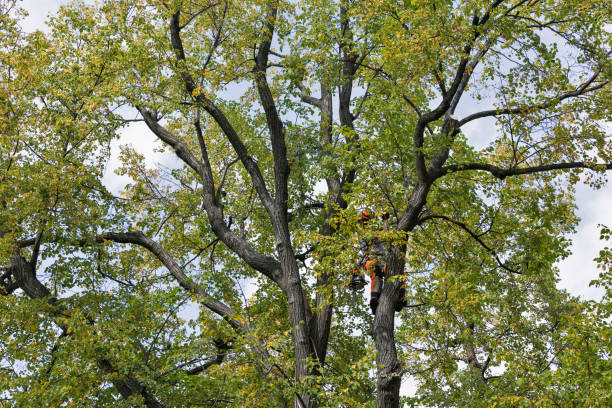 Best Tree Cabling and Bracing  in Lakeland Village, CA